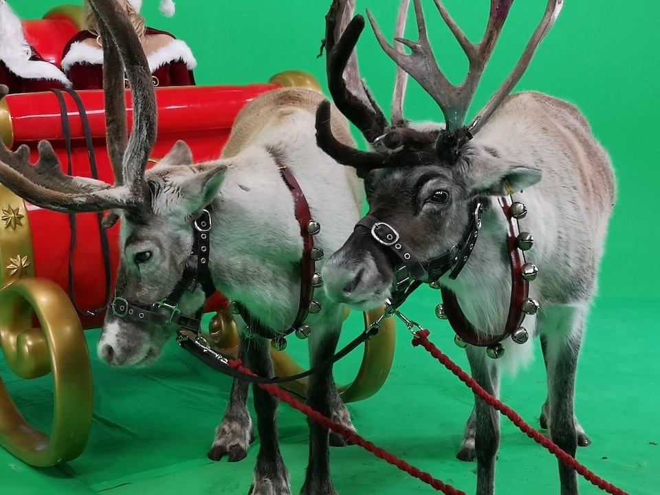 Christmas Reindeer at Manchester studios image