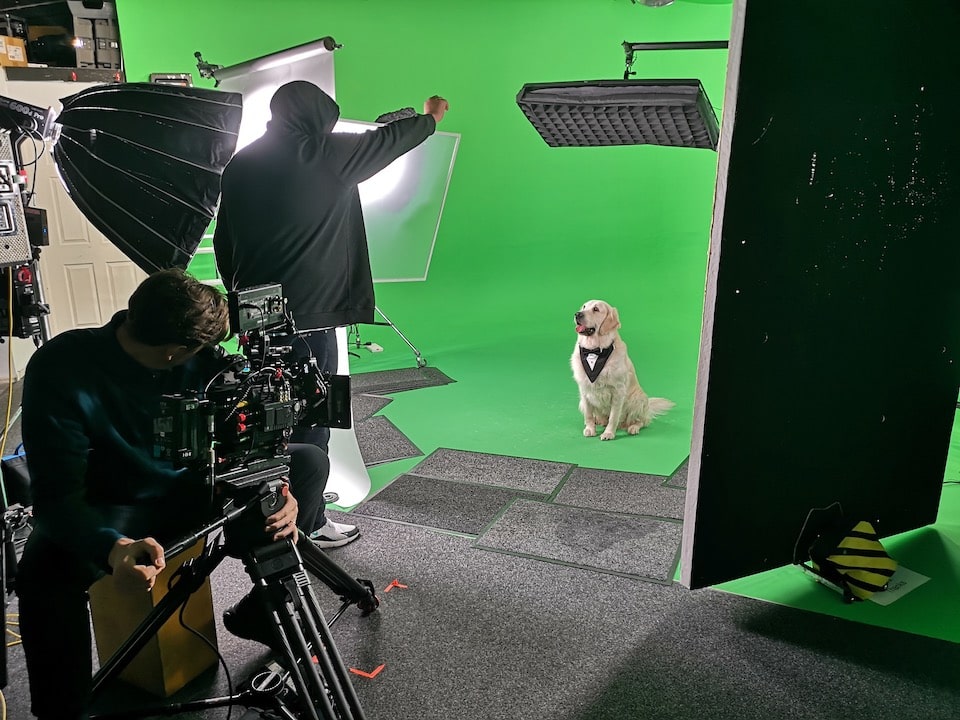 Dog Food Commercial Filming image