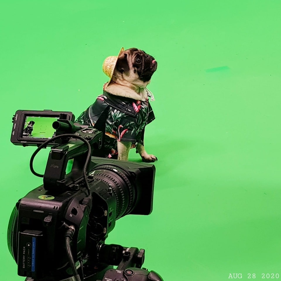 Dog filming at Galleon Studios image