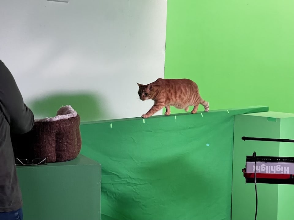 Green screen cat for Coronation Street image