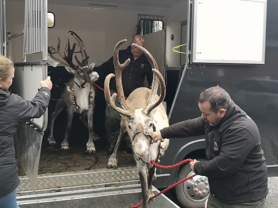 Reindeer unloading into Galleon Studios image