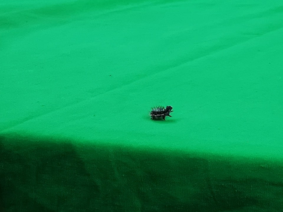 Tiny caterpillar on green screen Manchester studios image