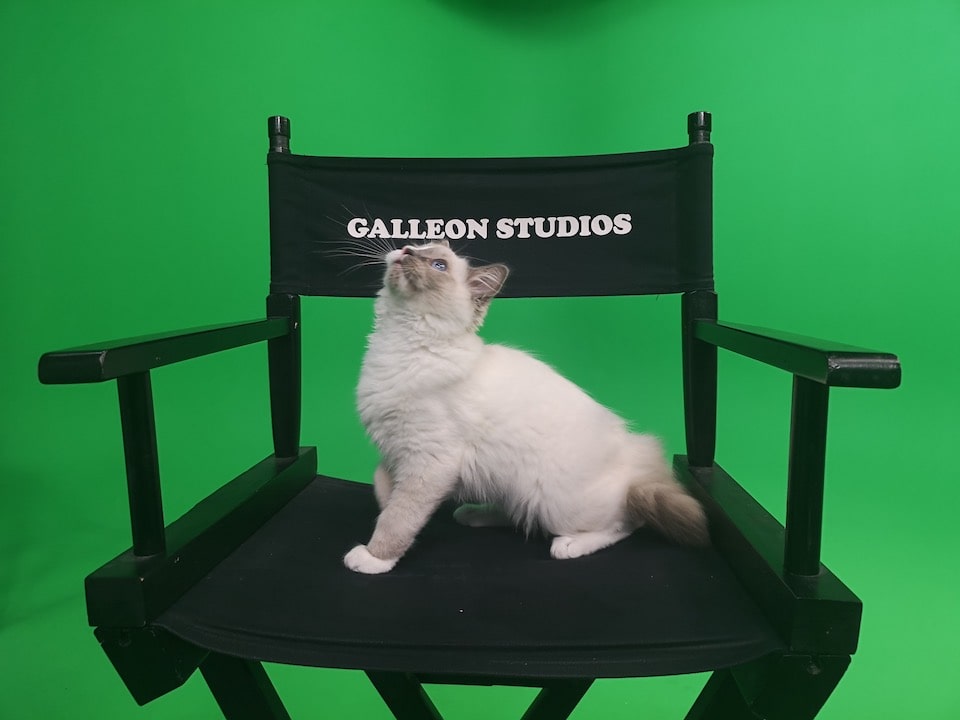 Zorro The Studio Cat at Galleon Studios image