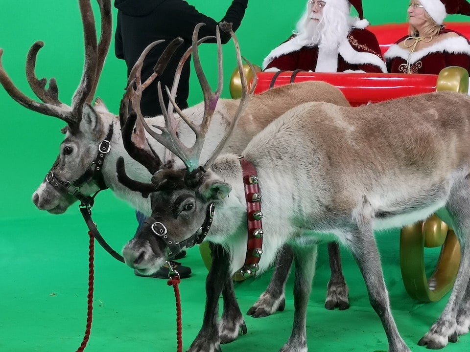 reindeer at Galleon Studios image